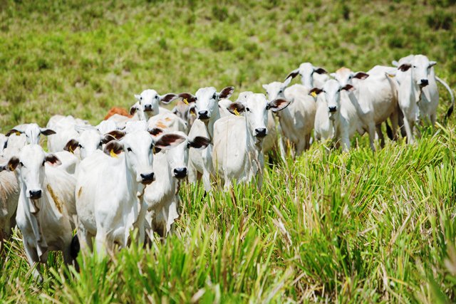 Bovinocultura em Goiás