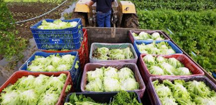 progrma de aquisição de alimentos