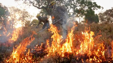Imagem ilustrativa de um incêndio em área verde.