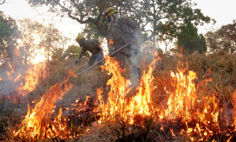Imagem ilustrativa de um incêndio em área verde.