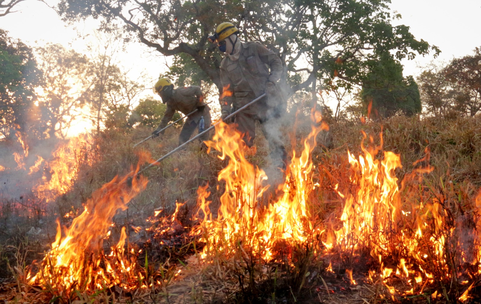 Imagem ilustrativa de um incêndio em área verde.